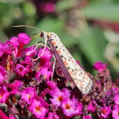 Utetheisa pulchelloides (Heliotrope Moth) at QPRC LGA - 5 Mar 2024 by MatthewFrawley