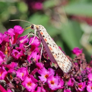 Utetheisa pulchelloides (Heliotrope Moth) at QPRC LGA by MatthewFrawley