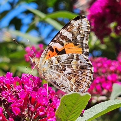 Vanessa kershawi (Australian Painted Lady) at QPRC LGA - 5 Mar 2024 by MatthewFrawley