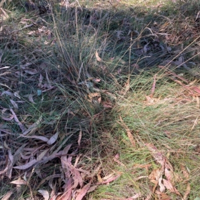 Poa sieberiana var. sieberiana (Snowgrass) at Mount Majura - 4 Mar 2024 by waltraud