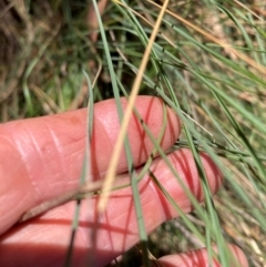 Poa sieberiana var. sieberiana at The Fair, Watson - 4 Mar 2024 12:54 PM