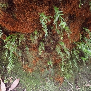 Tmesipteris truncata at Fitzroy Falls, NSW by plants