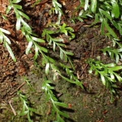 Tmesipteris truncata at Morton National Park - 4 Mar 2024