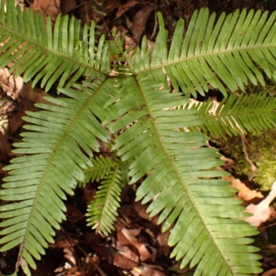 Sticherus flabellatus (Shiny Fan-fern, Umbrella Fern) at Morton National Park - 3 Mar 2024 by plants