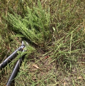 Grevillea sp. at The Fair, Watson - 4 Mar 2024 12:30 PM