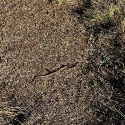 Drysdalia coronoides (White-lipped Snake) at Kosciuszko National Park - 2 Mar 2024 by AshW