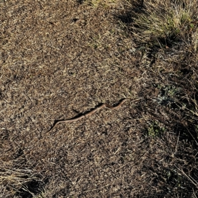 Unidentified Snake at Jagungal Wilderness, NSW - 2 Mar 2024 by AshW