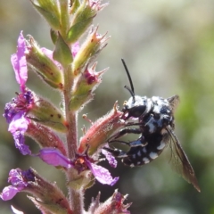 Thyreus caeruleopunctatus (Chequered cuckoo bee) at Acton, ACT - 5 Mar 2024 by HelenCross