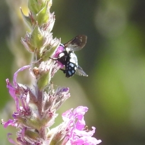 Thyreus caeruleopunctatus at ANBG - 5 Mar 2024