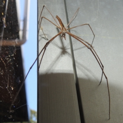 Deinopidae (family) (Net-casting Spider) at Acton, ACT - 5 Mar 2024 by HelenCross