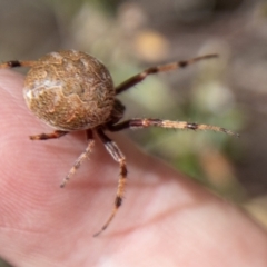 Salsa fuliginata (Sooty Orb-weaver) at Cotter River, ACT - 21 Feb 2024 by SWishart