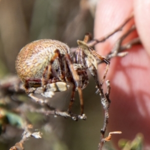 Salsa fuliginata at Namadgi National Park - 21 Feb 2024