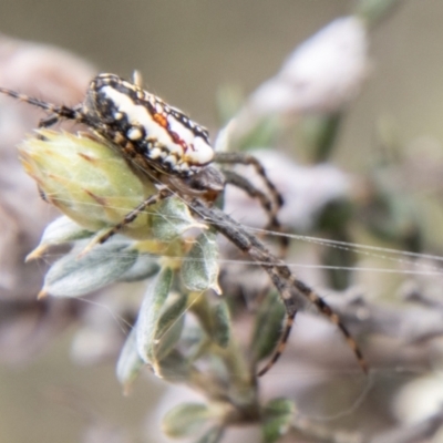 Plebs bradleyi (Enamelled spider) at Cotter River, ACT - 21 Feb 2024 by SWishart