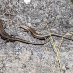 Pseudemoia entrecasteauxii (Woodland Tussock-skink) at Brindabella, NSW - 21 Feb 2024 by SWishart