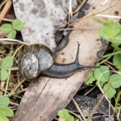 Austrorhytida capillacea (Common Southern Carnivorous Snail) at Cotter River, ACT - 20 Feb 2024 by SWishart