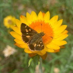 Dispar compacta (Barred Skipper) at Acton, ACT - 27 Feb 2024 by RosD