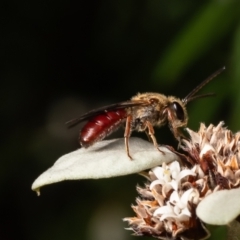 Lasioglossum (Parasphecodes) leichardti at ANBG - 5 Mar 2024 by Roger