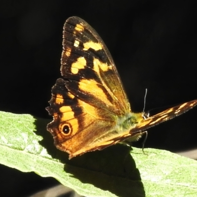 Heteronympha banksii (Banks' Brown) at Paddys River, ACT - 5 Mar 2024 by JohnBundock