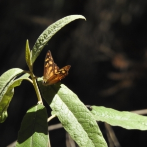 Heteronympha banksii at Tidbinbilla Nature Reserve - suppressed