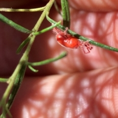 Unidentified Mite and Tick (Acarina) at Mount Ainslie NR (ANR) - 5 Mar 2024 by SilkeSma