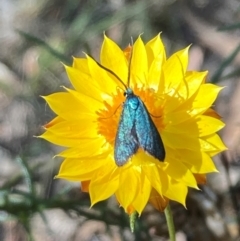 Pollanisus (genus) (A Forester Moth) at Mount Ainslie - 5 Mar 2024 by SilkeSma