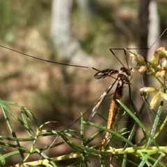 Tipulidae or Limoniidae (family) (Unidentified Crane Fly) at Mount Ainslie NR (ANR) - 5 Mar 2024 by SilkeSma