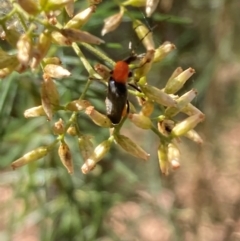 Chauliognathus tricolor (Tricolor soldier beetle) at Mount Ainslie - 5 Mar 2024 by SilkeSma