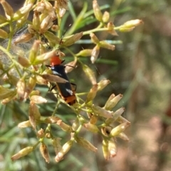 Chauliognathus tricolor at Mount Ainslie NR (ANR) - 5 Mar 2024
