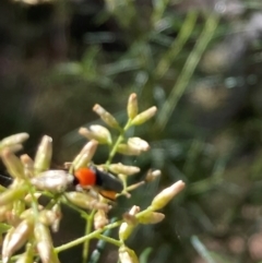 Chauliognathus tricolor at Mount Ainslie NR (ANR) - 5 Mar 2024