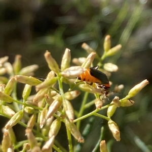 Chauliognathus tricolor at Mount Ainslie NR (ANR) - 5 Mar 2024 03:27 PM