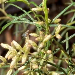 Tephritidae sp. (family) (Unidentified Fruit or Seed fly) at Mount Ainslie - 5 Mar 2024 by SilkeSma