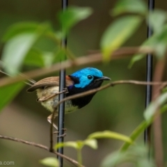 Malurus lamberti (Variegated Fairywren) at North Narooma, NSW - 19 Jan 2024 by BIrdsinCanberra