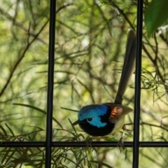 Malurus lamberti at North Narooma, NSW - suppressed