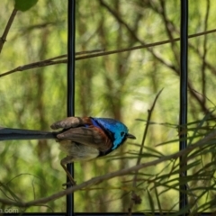Malurus lamberti at North Narooma, NSW - suppressed