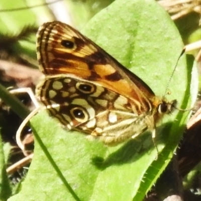 Oreixenica lathoniella (Silver Xenica) at Kambah, ACT - 5 Mar 2024 by JohnBundock