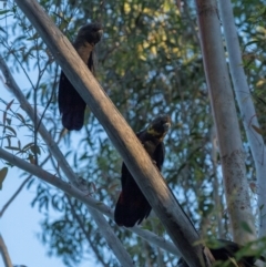 Calyptorhynchus lathami (Glossy Black-Cockatoo) at Bodalla State Forest - 18 Jan 2024 by BIrdsinCanberra