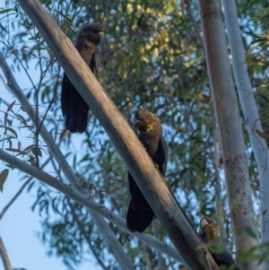 Calyptorhynchus lathami at Bodalla State Forest - 19 Jan 2024