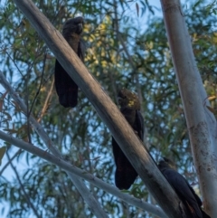 Calyptorhynchus lathami lathami at Bodalla State Forest - 19 Jan 2024