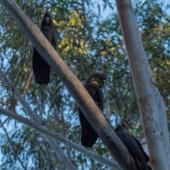 Calyptorhynchus lathami lathami at Bodalla State Forest - 19 Jan 2024