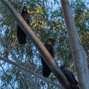 Calyptorhynchus lathami lathami at Bodalla State Forest - suppressed