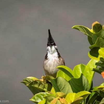 Pycnonotus jocosus (Red-whiskered Bulbul) at North Narooma, NSW - 19 Jan 2024 by BIrdsinCanberra