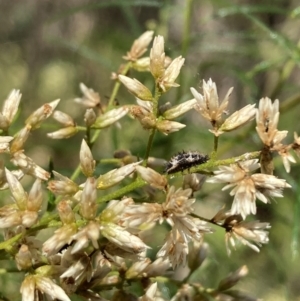 Coccinellidae (family) at Mount Ainslie NR (ANR) - 5 Mar 2024