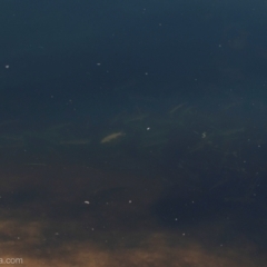 Mugil cephalus at Bodalla, NSW - 11 Nov 2023 by JonSteinbeck