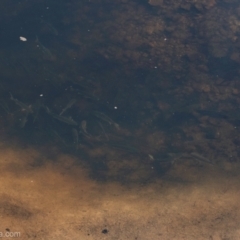 Mugil cephalus at Bodalla, NSW - 11 Nov 2023 07:45 AM