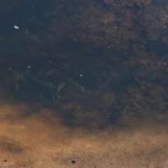 Mugil cephalus at Bodalla, NSW - 11 Nov 2023 07:45 AM