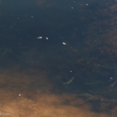 Mugil cephalus at Bodalla, NSW - 11 Nov 2023 07:45 AM