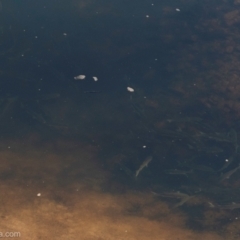 Mugil cephalus at Bodalla, NSW - 11 Nov 2023 07:45 AM