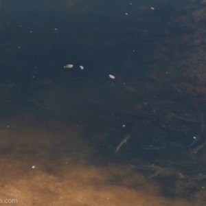 Mugil cephalus at Bodalla, NSW - 11 Nov 2023 07:45 AM