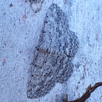 Psilosticha absorpta (Fine-waved Bark Moth) at Cook, ACT - 2 Mar 2024 by CathB