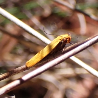Plectobela undescribed species (A concealer moth (Wingia group)) at Cook, ACT - 3 Mar 2024 by CathB